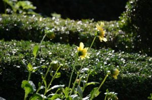 Peter Englander Buxbomsparterr, gul dahlia