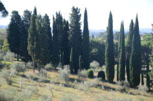 Peter Englander Stora Toscana i Toscana