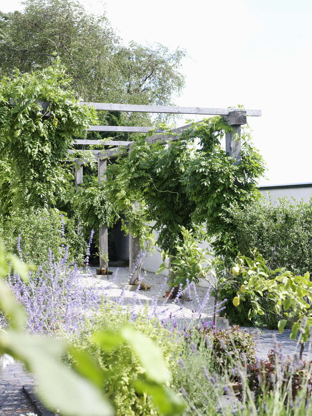 Peter Englander Pergola byggd i sågad ek. Vid varannan stolpe klänger blåregn.