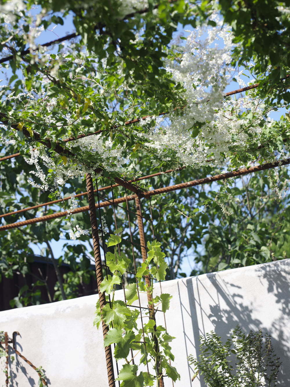 Peter Englander Pergola av armeringsjärn med rankande bokharabinda.
