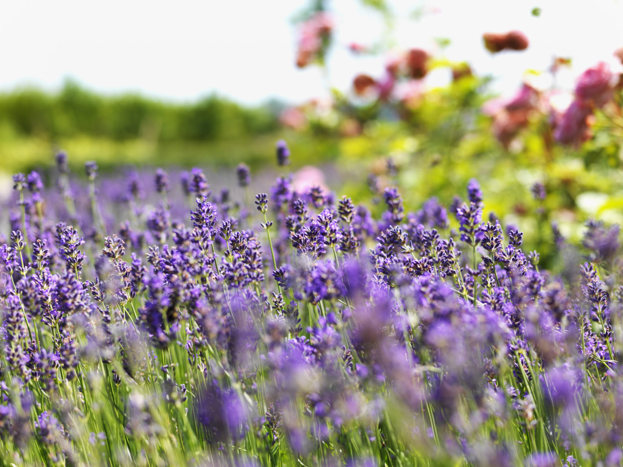 lavendel