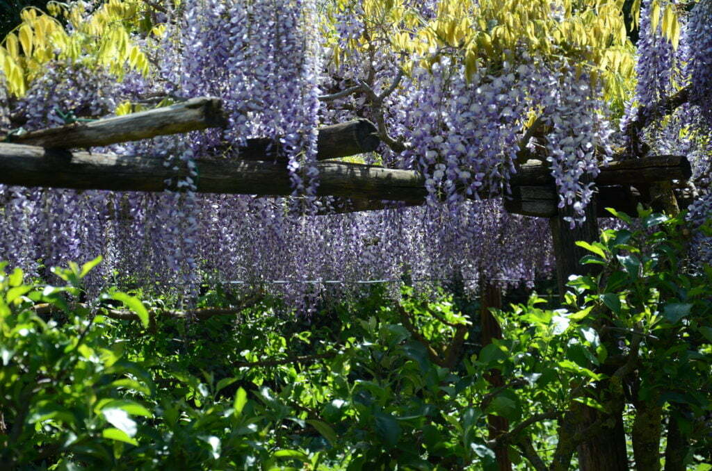 blåregn pergola klätterväxt