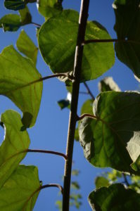Peter Englander Den rödbruna, fjuniga rankan härbärgerar hjärtformade blad som sitter som parad utan att skava mot varandra!