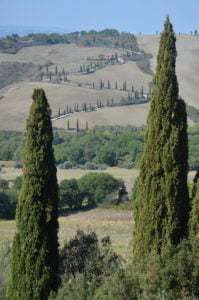 Peter Englander Toscana? Ja! Cypresser? Ja!