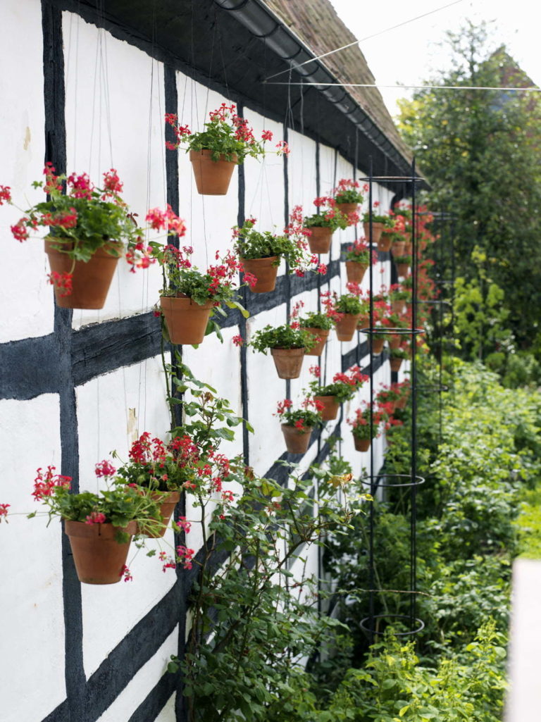 Apotekarns Trädgård Pelargonväggen