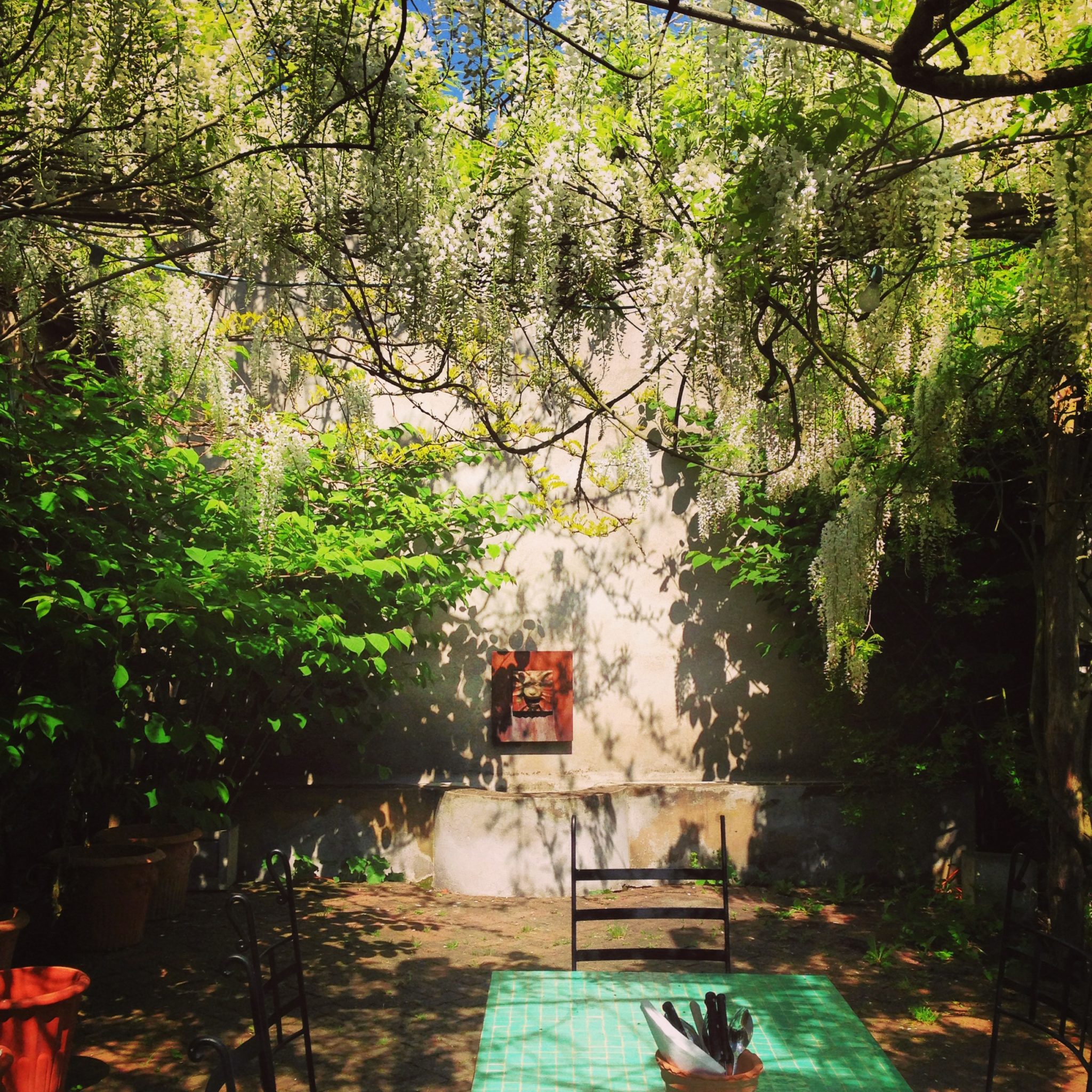 pergola blåregn wisteria